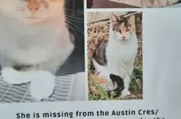 Lost Cat: Distinct Orange & Black, Nervous