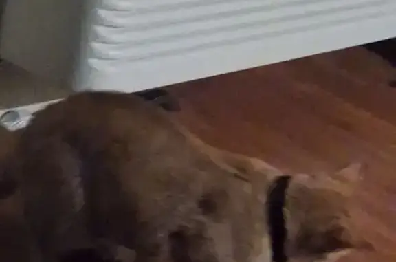 Found pets Florida City, photo: Young Yellow Cat Found in Davie, FL