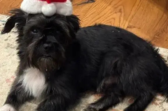 Lost Yorkie: Black & White in Cushman, AR