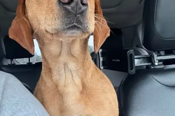 Found dog Ooltewah, photo: Found Young Dog: Ooltewah, Safe & Friendly