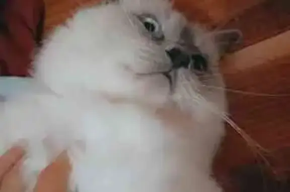 Lost Ragdoll Cat: White Fur, Blue Eyes