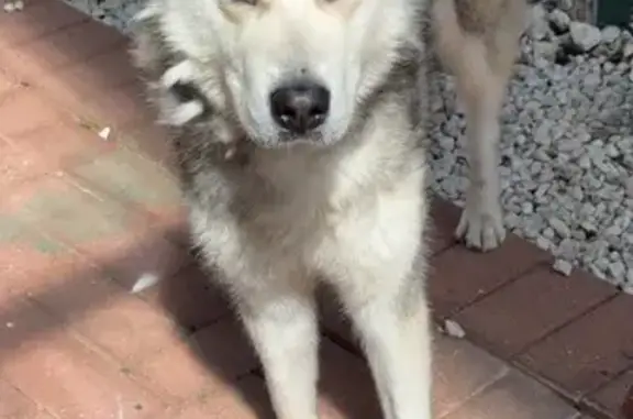 Found dog Adelaide, photo: Friendly Male Husky Found in Adelaide