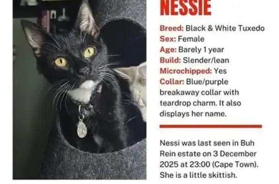 Lost: Skittish Tuxedo Cat in Cape Town