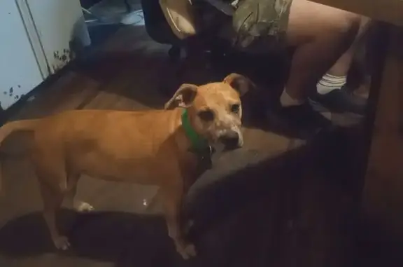 Lost Dog: Seen on Minnesota St, Fanning