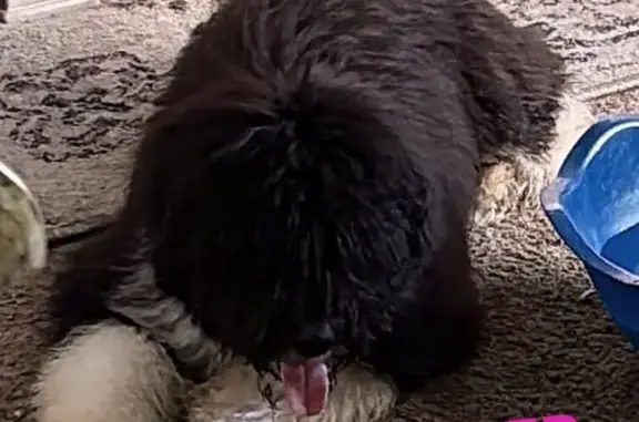 Lost Black Doodle with White Boots - Cedar Hill