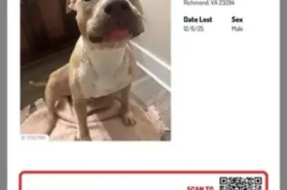 Missing dog Richmond, photo: Lost Pit Bull Draco: Help Find Him!
