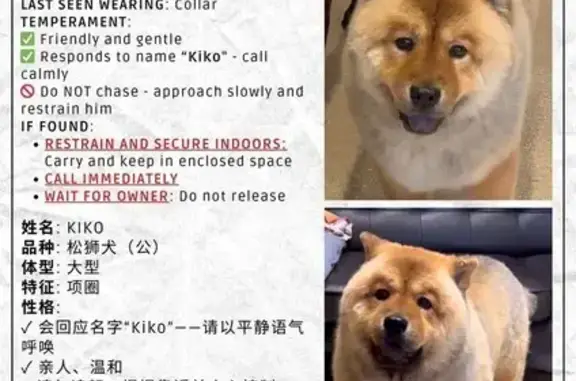 Lost pets Singapore, photo: Lost Friendly Dog on North Bridge Rd