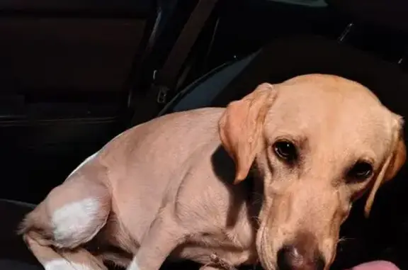 Found dog Cleveland, photo: Lost Dog Found on Yellow Johnson Ave