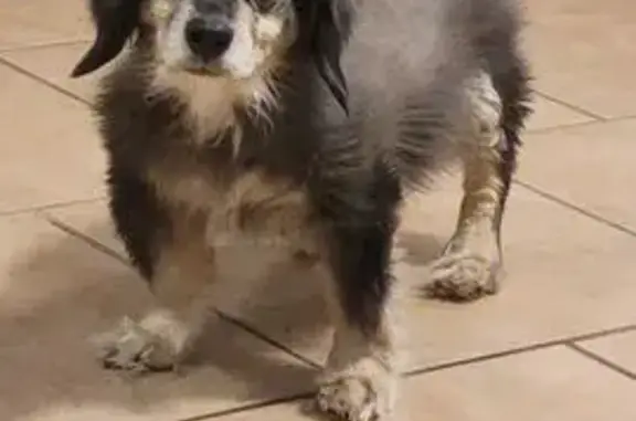 Help Find Springer: Elderly Black Dog