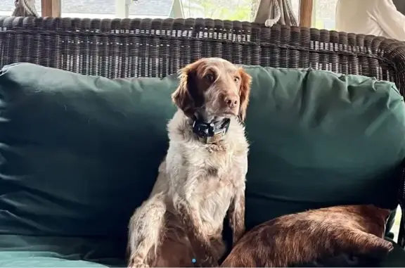 Lost Brittany: Orange & White Male, Spencer