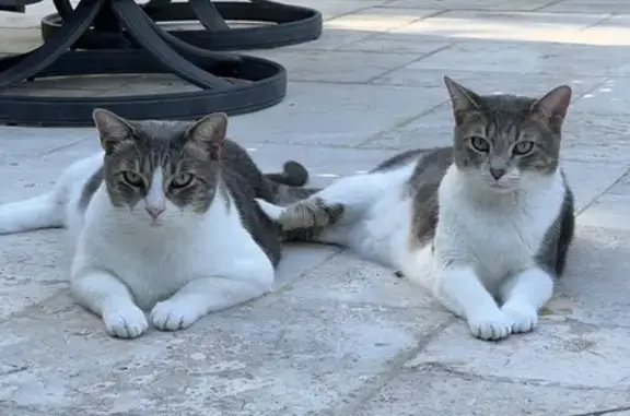 Lost Grey & White Cat in Somerset Pond