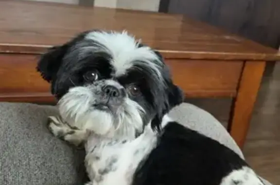 Lost Shih Tzu Bingo! Help Bring Him Home!