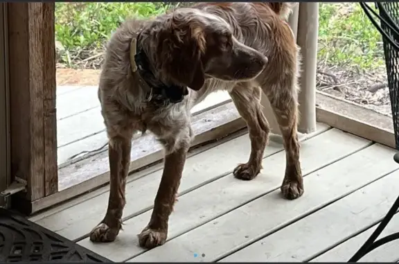 Lost Dog: Orange & White Male, Spencer