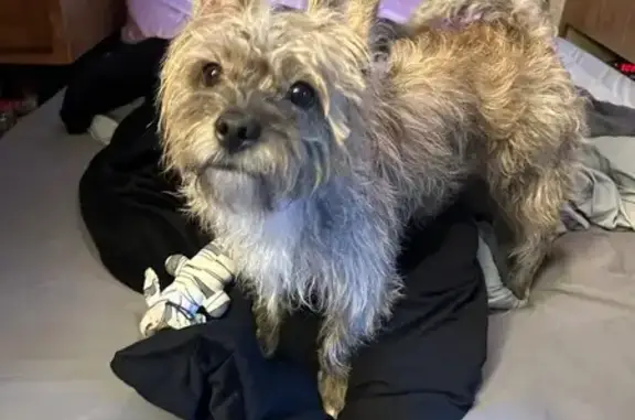 Lost: Skittish Gray Dog, Gardiner Rd