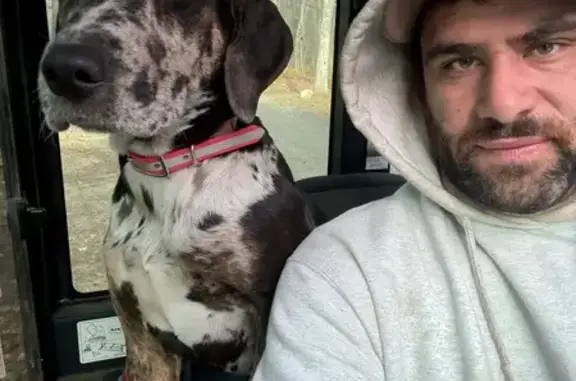 Lost Dog: Black/Grey/White in Marlborough