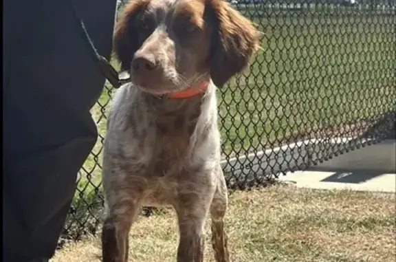 Lost Brittany: Della, Orange & White, Spencer