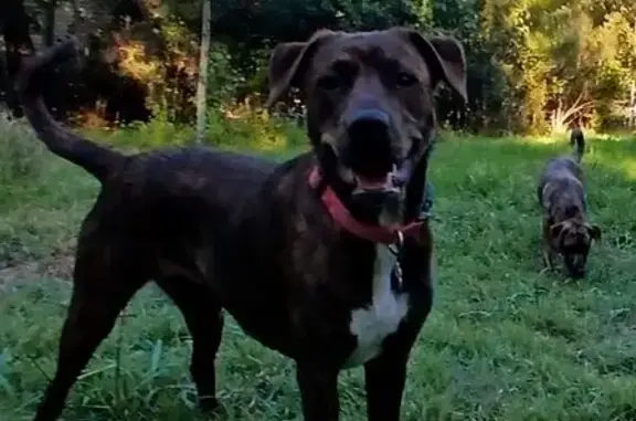 Lost Amber Brindle Dog on Roosevelt Ave