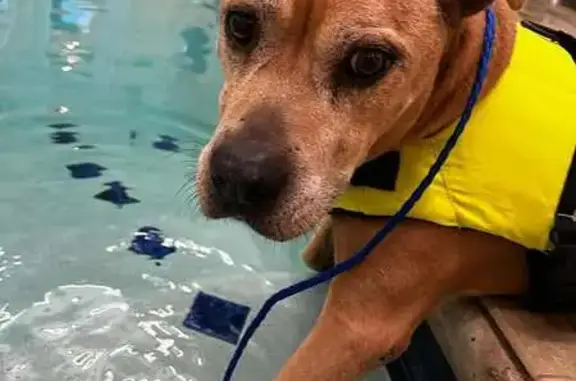 Lost Tan Dog: Friendly, Disoriented, Pike Rd