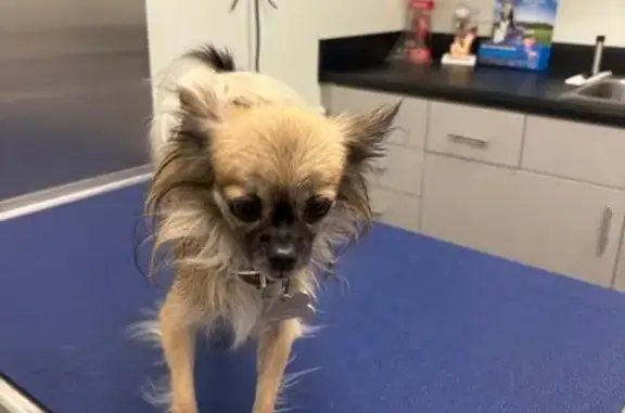 Lost Tiny Dog: Osprey Cove Apartments