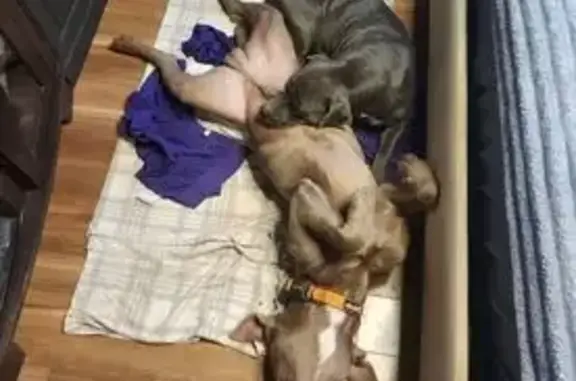 Lost Dog: Brown/Grey with Orange Collar