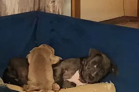 Lost Dog: Black/Grey, Scar on Hip