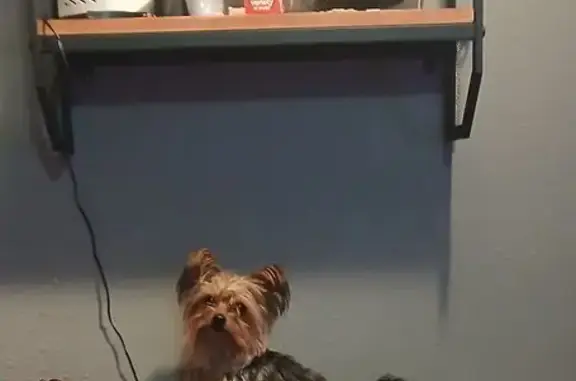 Lost Dog: Small Grey & Tan in Red Sweater