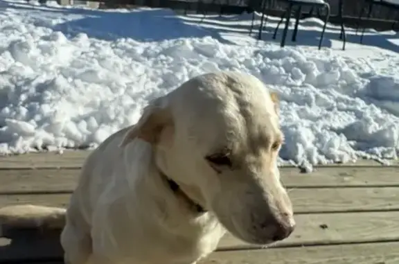 Missing dog Ankeny, photo: Lost Cream-Colored Dog on Creekview Dr