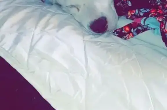 Lost Dog: White with Brown Spots & Scars