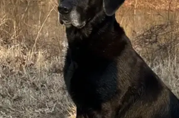 Lost Black Lab: Grey Face, Green Collar
