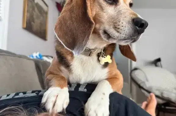 Missing dog Lafayette, photo: Lost Dog with Ear Tattoo on Fanny Street