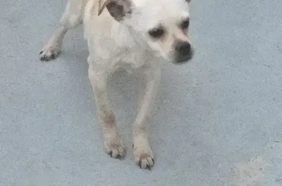 Lost and found pets Phoenix, photo: Found: Playful Chihuahua Mix in Phoenix