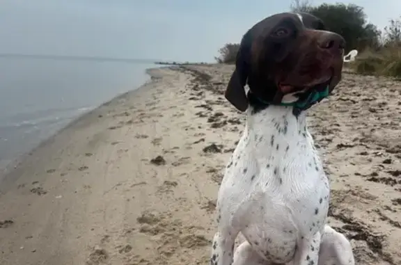 Lost Dog: White/Brown, Green Jacket, Islip