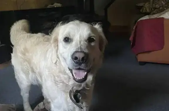 Lost Dog Maggie: Playful Pup Needs Help!