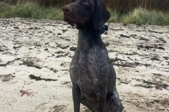 Lost Dog: Brown with Pink Jacket, Hauppauge