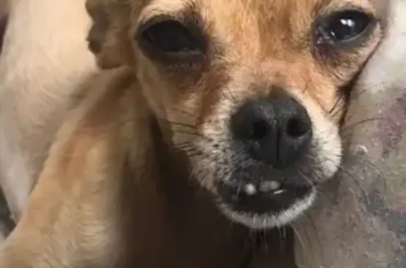 Missing dog Wilmington, photo: Lost Small Brown Dog on Brandywine Blvd