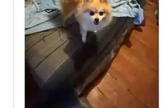 Lost Dog Found: Contact via Facebook MW ELI