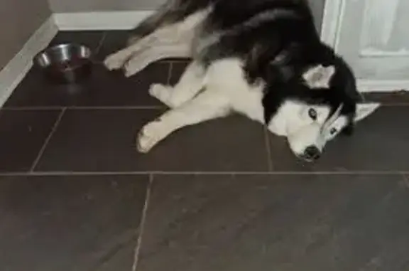 Missing dog , photo: Lost Husky: Black & White, Brown Eyes