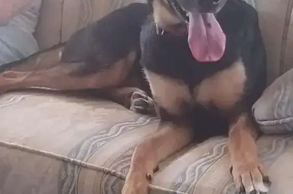 Lost Dog: Black & Tan, Red Collar, Elkhart