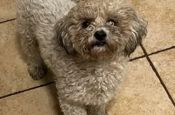 Lost: Sweet Carmel Dog, Timor Drive