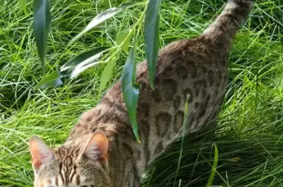 Missing cat Colorado City, photo: Lost Bengal Cat: Green-Eyed Beauty in CO