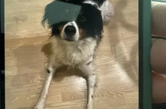 Lost Black & White Dog: Injured, Help!