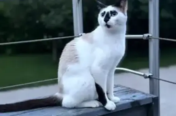 Chat perdu, Sallanches, photo: Chatte perdue, Clos des Capucins, Sallanches