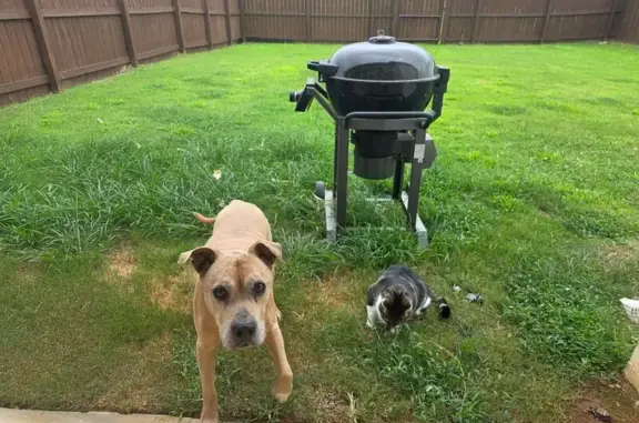 Lost Tan Dog: Deaf & Friendly, Pike Rd