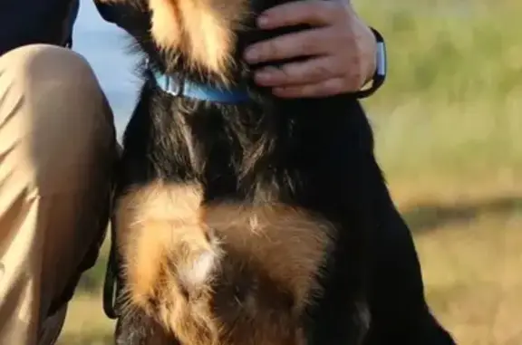 Missing dog Roscoe, photo: Lost Black & Tan Dog in Roscoe Area