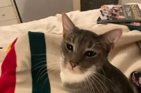 Lost Grey Tuxedo Cat in Minneapolis