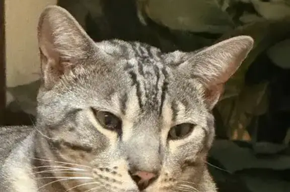 Lost Bengal Cat in Galena Forest Area