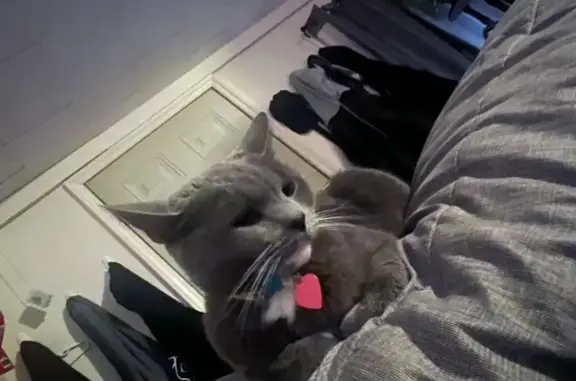 Lost Gray Cat Thomas: Highspire Area