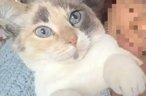 Gatita Blanca Perdida en Cuaut...