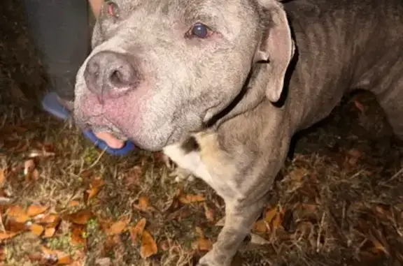 Found dog Gray Court, photo: Found Brindle Dog in Gray Court, SC