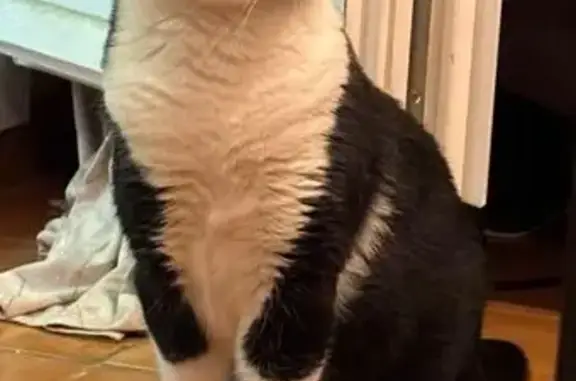 Chatte perdue à Corbeil-Essonnes - photo